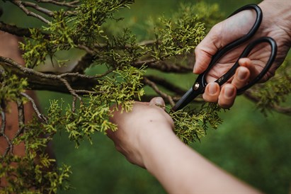 Bonsai meistarklase “Miers plaukstā”