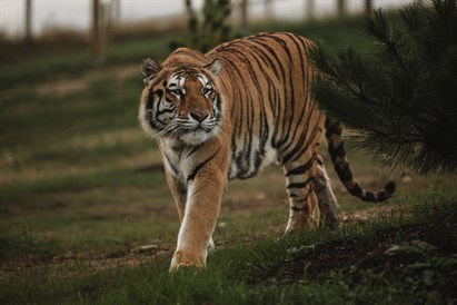 “Sigulda ZOO” pilnais apmeklējums ar lemuru un papagaiļu apciemojumu