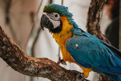 “Sigulda ZOO” apmeklējums ar viesošanos papagaiļu mājā