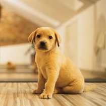 Draudzeņu randiņš ar kucēniem – kucēnu joga Rīgā