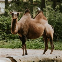 Privāta dzimšanas dienas ekskursija Rīga ZOO