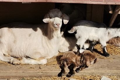 Individuāla pāru izjāde Pierīgā