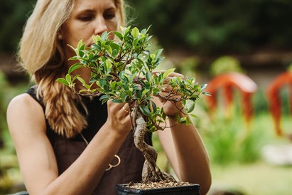Bonsai meistarklase “Miers plaukstā”