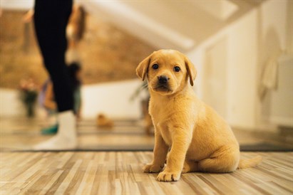 Draudzeņu randiņš ar kucēniem – kucēnu joga Rīgā