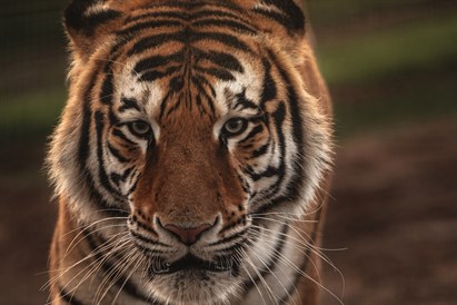 “Sigulda ZOO” apmeklējums ar viesošanos papagaiļu mājā