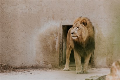 Privāta dzimšanas dienas ekskursija Rīga ZOO