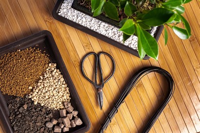 Bonsai meistarklase “Miers plaukstā”