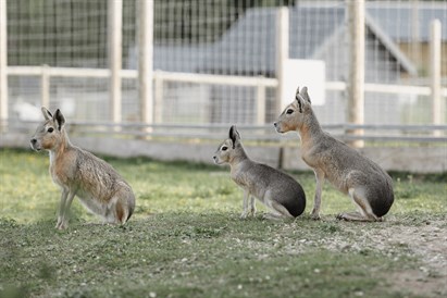 “Sigulda ZOO” apmeklējums ar viesošanos papagaiļu mājā