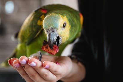 Jautra ciemošanās papagaiļu mājā un “Sigulda ZOO” diviem