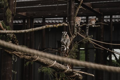 „SIGULDA ZOO” apmeklējums