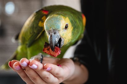 “Sigulda ZOO” apmeklējums ar viesošanos papagaiļu mājā