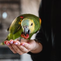 “Sigulda ZOO” apmeklējums ar viesošanos papagaiļu mājā