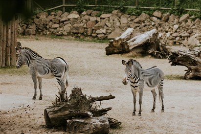 Privāta dzimšanas dienas ekskursija Rīga ZOO