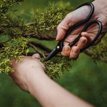 Bonsai meistarklase “Miers plaukstā”