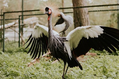 Izzinoša grupu ekskursija “Rīga ZOO slavenībām pa pēdām”