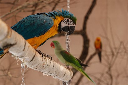 “Sigulda ZOO” un jaunās papagaiļu mājas ģimenes apmeklējums 