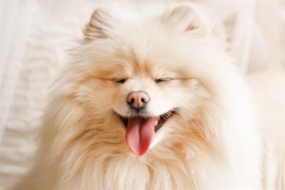 Mājdzīvnieku fotosesija ar mīluļa portretu uz kanvas