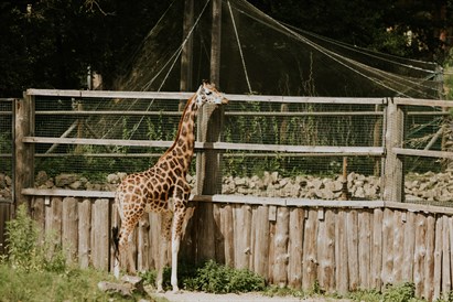 Izzinoša grupu ekskursija “Rīga ZOO slavenībām pa pēdām”