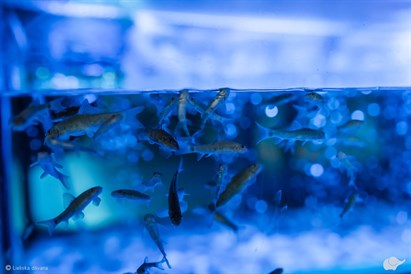 Kopīgs zivtiņu SPA piedzīvojums un pēdu masāža