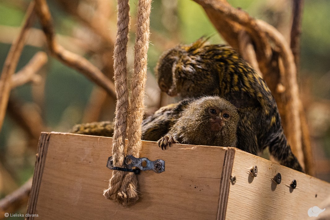 Zooloģiskā dārza „ZOOPARK.LT” dāvanu karte 