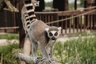 “Sigulda ZOO” apmeklējums un lemuru māja 2 personām