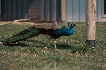 “Sigulda ZOO” apmeklējums ar viesošanos papagaiļu mājā