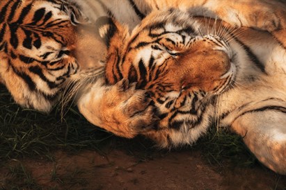 “Sigulda ZOO” un jaunās papagaiļu mājas ģimenes apmeklējums 