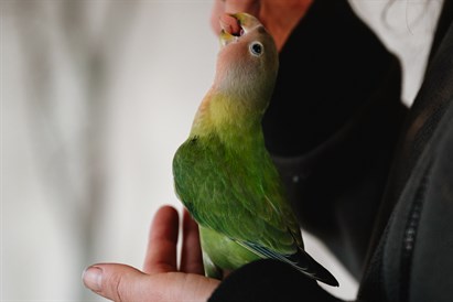 “Sigulda ZOO” apmeklējums ar viesošanos papagaiļu mājā