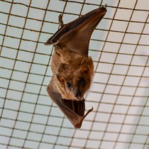 Zooloģiskā dārza „ZOOPARK.LT” apmeklējums Kauņā 