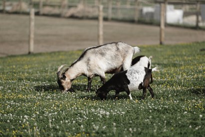 “Sigulda ZOO” un jaunās papagaiļu mājas ģimenes apmeklējums 